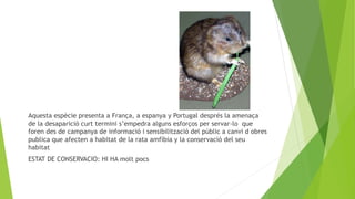Aquesta espècie presenta a França, a espanya y Portugal després la amenaça
de la desaparició curt termini s’empedra alguns esforços per servar-lo que
foren des de campanya de informació i sensibilització del públic a canvi d obres
publica que afecten a habitat de la rata amfíbia y la conservació del seu
habitat
ESTAT DE CONSERVACIO: HI HA molt pocs
 