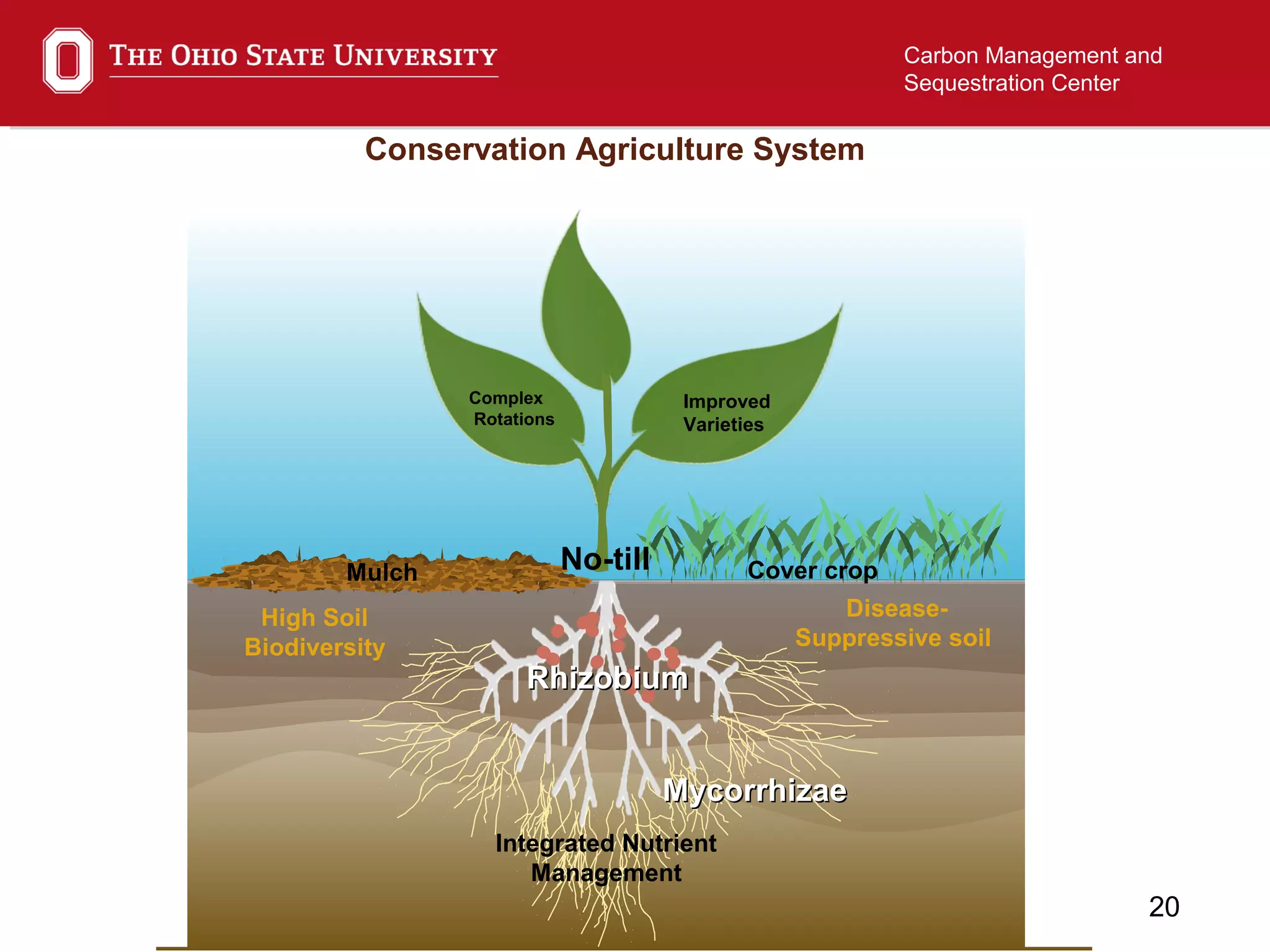 20
Carbon Management and
Sequestration Center
Disease-
Suppressive soil
High Soil
Biodiversity
Improved
Varieties
Complex
Rotations
Conservation Agriculture System
Mulch Cover cropNo-till
MycorrhizaeMycorrhizae
RhizobiumRhizobium
Integrated Nutrient
Management
 