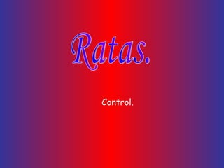 [object Object],Ratas. 