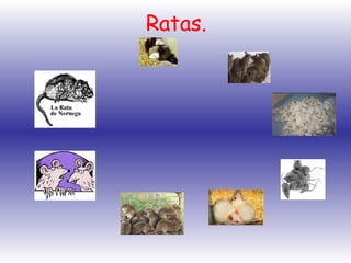 Ratas. 
