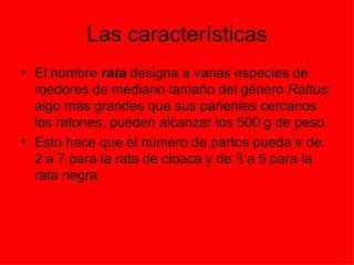 Las características El nombre  rata  designa a varias especies de roedores de mediano tamaño del género  Rattus ; algo más grandes que sus parientes cercanos los ratones, pueden alcanzar los 500 g de peso.  Esto hace que el número de partos pueda ir de 2 a 7 para la rata de cloaca y de 3 a 5 para la rata negra. 