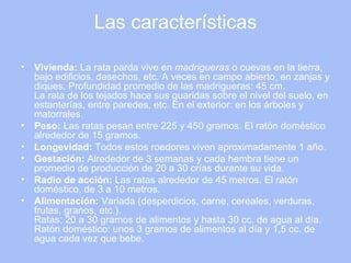Las características Vivienda:  La rata parda vive en  madrigueras  o cuevas en la tierra, bajo edificios, desechos, etc. A veces en campo abierto, en zanjas y diques. Profundidad promedio de las madrigueras: 45 cm.  La rata de los tejados hace sus guaridas sobre el nivel del suelo, en estanterías, entre paredes, etc. En el exterior: en los árboles y matorrales.  Peso:  Las ratas pesan entre 225 y 450 gramos. El ratón doméstico alrededor de 15 gramos.  Longevidad:  Todos estos roedores viven aproximadamente 1 año.  Gestación:  Alrededor de 3 semanas y cada hembra tiene un promedio de producción de 20 a 30 crías durante su vida.  Radio de acción:  Las ratas alrededor de 45 metros. El ratón doméstico, de 3 a 10 metros.  Alimentación:  Variada (desperdicios, carne, cereales, verduras, frutas, granos, etc.).  Ratas: 20 a 30 gramos de alimentos y hasta 30 cc. de agua al día.  Ratón doméstico: unos 3 gramos de alimentos al día y 1,5 cc. de agua cada vez que bebe.  
