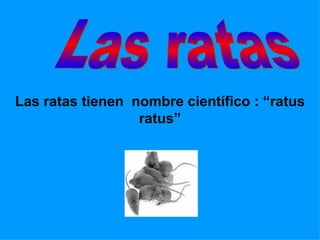 Las ratas tienen  nombre científico : “ratus ratus” Las ratas 