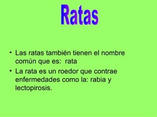 Las ratas también tienen el nombre común que es:  rata La rata es un roedor que contrae enfermedades como la: rabia y lectopirosis. Ratas 