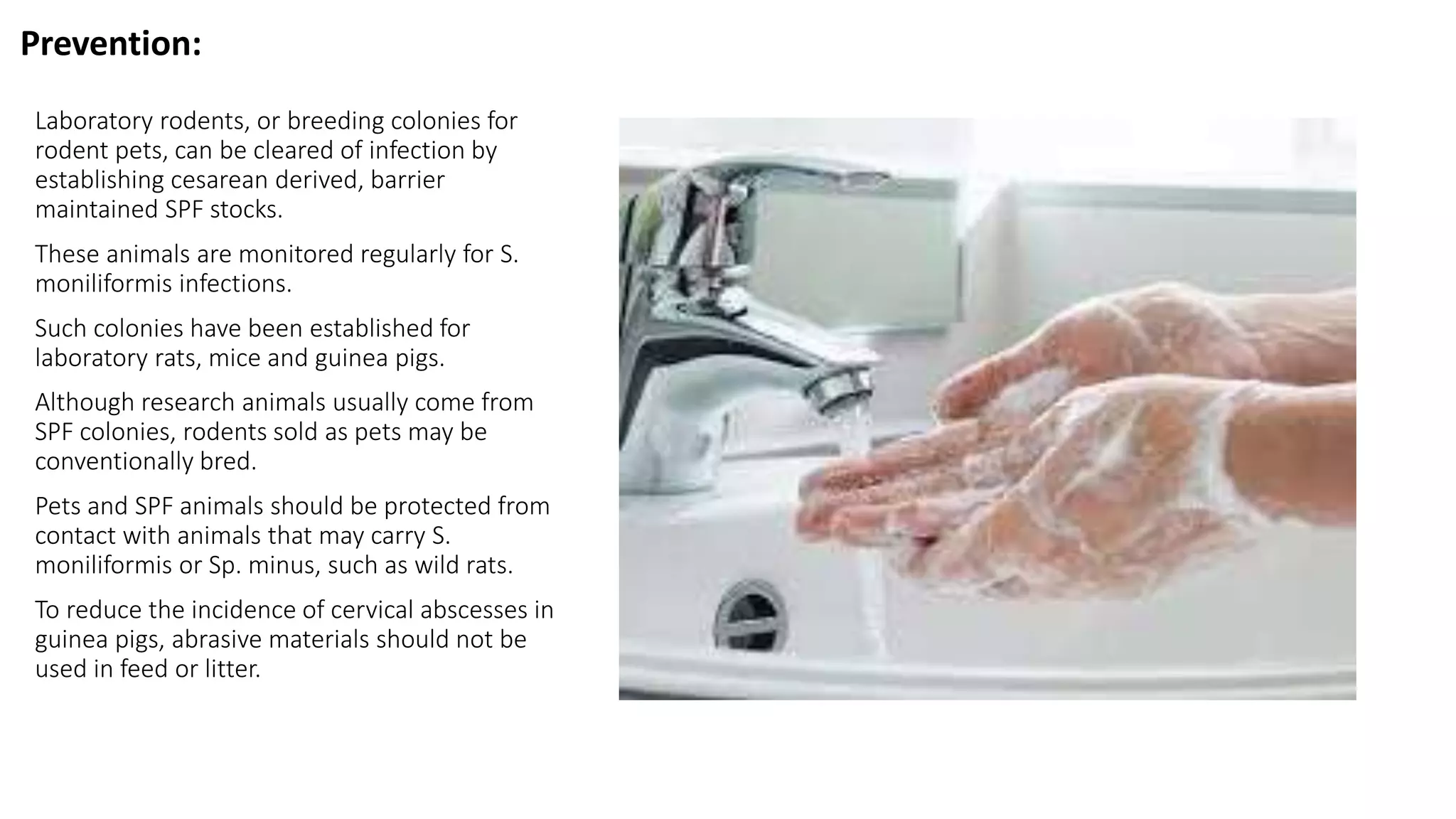 Rat bite fever | PDF