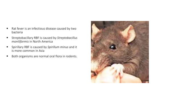 Rat bite fever | PDF | Infectious Diseases | Diseases and Conditions