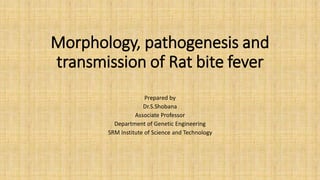 Prepared by
Dr.S.Shobana
Associate Professor
Department of Genetic Engineering
SRM Institute of Science and Technology
Morphology, pathogenesis and
transmission of Rat bite fever
 