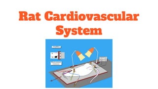 Rat Cardiovascular
System
 