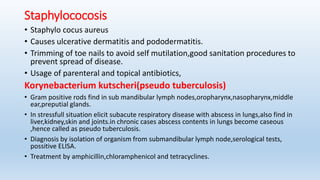 Staphylococosis
• Staphylo cocus aureus
• Causes ulcerative dermatitis and pododermatitis.
• Trimming of toe nails to avoid self mutilation,good sanitation procedures to
prevent spread of disease.
• Usage of parenteral and topical antibiotics,
Korynebacterium kutscheri(pseudo tuberculosis)
• Gram positive rods find in sub mandibular lymph nodes,oropharynx,nasopharynx,middle
ear,preputial glands.
• In stressfull situation elicit subacute respiratory disease with abscess in lungs,also find in
liver,kidney,skin and joints.in chronic cases abscess contents in lungs become caseous
,hence called as pseudo tuberculosis.
• Diagnosis by isolation of organism from submandibular lymph node,serological tests,
possitive ELISA.
• Treatment by amphicillin,chloramphenicol and tetracyclines.
 