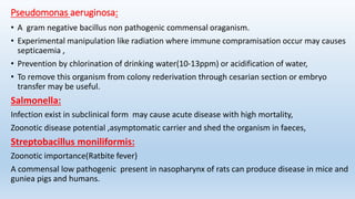 Pseudomonas aeruginosa:
• A gram negative bacillus non pathogenic commensal oraganism.
• Experimental manipulation like radiation where immune compramisation occur may causes
septicaemia ,
• Prevention by chlorination of drinking water(10-13ppm) or acidification of water,
• To remove this organism from colony rederivation through cesarian section or embryo
transfer may be useful.
Salmonella:
Infection exist in subclinical form may cause acute disease with high mortality,
Zoonotic disease potential ,asymptomatic carrier and shed the organism in faeces,
Streptobacillus moniliformis:
Zoonotic importance(Ratbite fever)
A commensal low pathogenic present in nasopharynx of rats can produce disease in mice and
guniea pigs and humans.
 