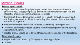 Mycotic Diseases
Pneumocystis carinii:
• Single celled air borne fungal pathogen causes most common disease in
laboratory rats, causes progressive pneumonia in immunodefecient rats and
interstitial pneumonia in immunocompetent rats.
• Diagnosis of diseased immunodefecient rat is usually through necropsy and
histological examination of lung tissue using silver stain to demonstrate the
presence of organism.
• Immunocompetent animals are routinely screened by serology or PCR.
• Treatment to suppress disease severity in immunocompramised rats by using
sulpha trimethoprim.
• Infected animal should be rederived through embryotransfer or hysterectomy.
Dermatophytosis:
• Ring worm in rats caused by Trichophyton mentaggrophytes
• Zoonotic
 