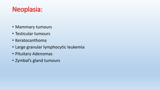 Neoplasia:
• Mammary tumours
• Testicular tumours
• Keratocanthoma
• Large granular lymphocytic leukemia
• Pituitary Adenomas
• Zymbal’s gland tumours
 