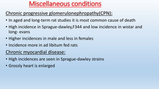 Miscellaneous conditions
Chronic progressive glomerulonephropathy(CPN):
• In aged and long-term rat studies it is most common cause of death
• High incidence in Sprague-dawley,F344 and low incidence in wistar and
long- evans
• Higher incidences in male and less in females
• Incidence more in ad libitum fed rats
Chronic myocardial disease:
• High incidences are seen in Sprague-dawley strains
• Grossly heart is enlarged
 