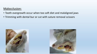 Malocclusion:
• Tooth overgrowth occur when too soft diet and malaligned jaws
• Trimming with dental bur or cut with suture removal scissors
 