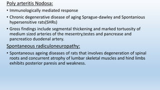 Poly arteritis Nodosa:
• Immunologically mediated response
• Chronic degenerative disease of aging Sprague-dawley and Spontanious
hypersensitive rats(SHRs)
• Gross findings include segmental thickening and marked tortuosity of
medium sized arteries of the mesentry,testes and pancrease and
pancreatico duodenal artery.
Spontaneous radiculoneuropathy:
• Spontaneous ageing diseases of rats that involves degeneration of spinal
roots and concurrent atrophy of lumbar skeletal muscles and hind limbs
exhibits posterior paresis and weakness.
 