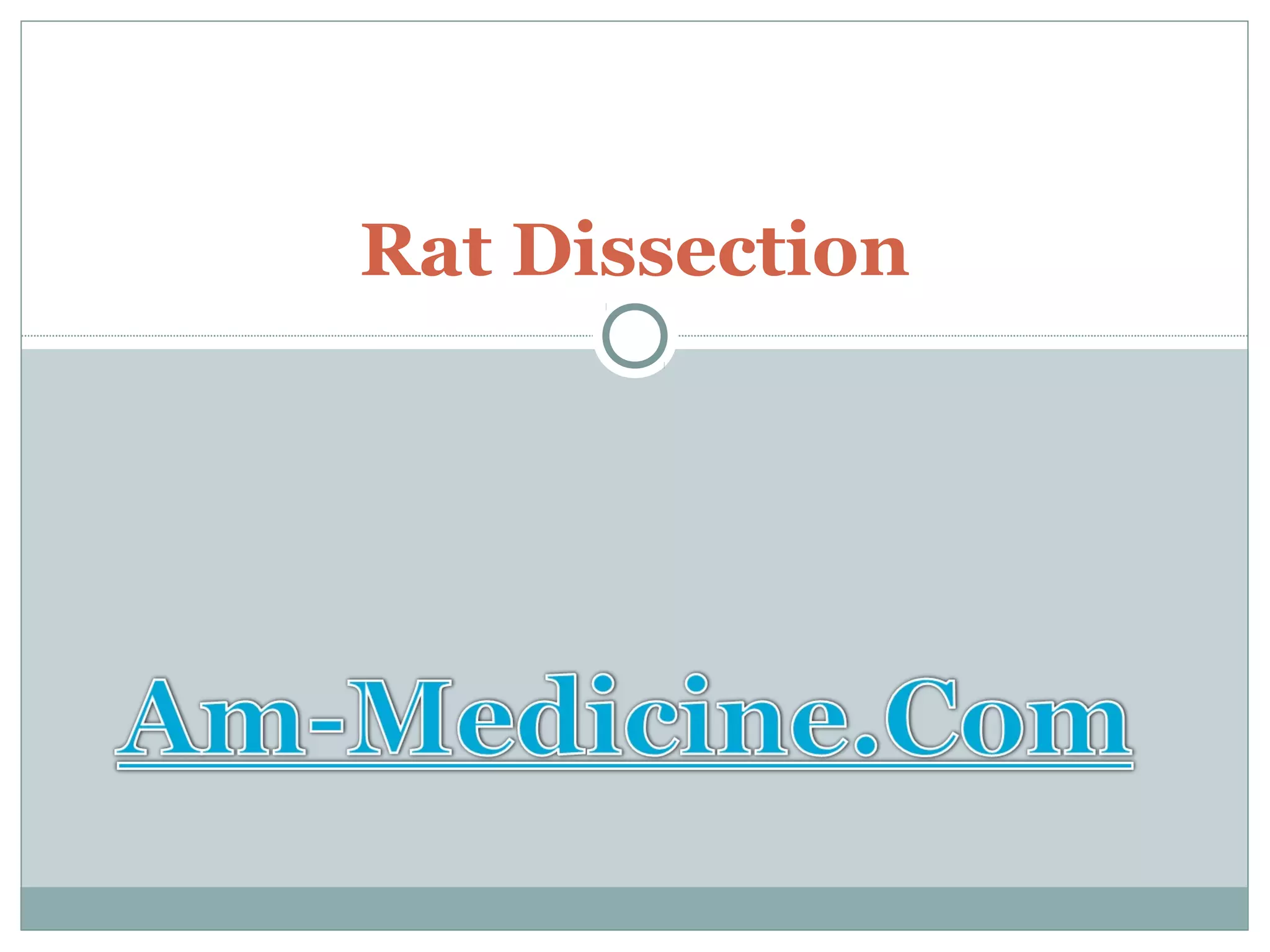 Rat Dissection