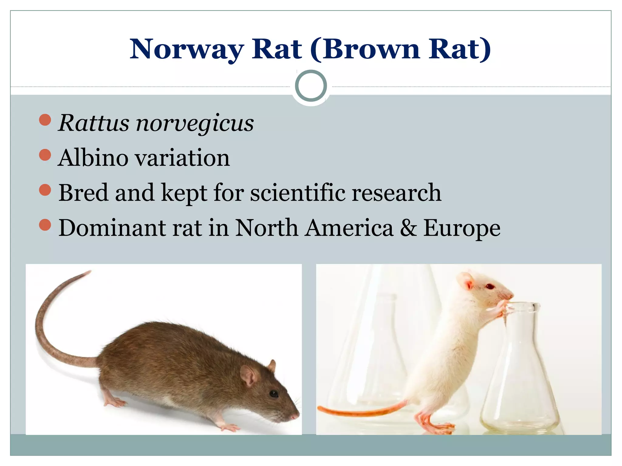 Norway Rat (Brown Rat)
Rattus norvegicus
Albino variation
Bred and kept for scientific research
Dominant rat in North America & Europe