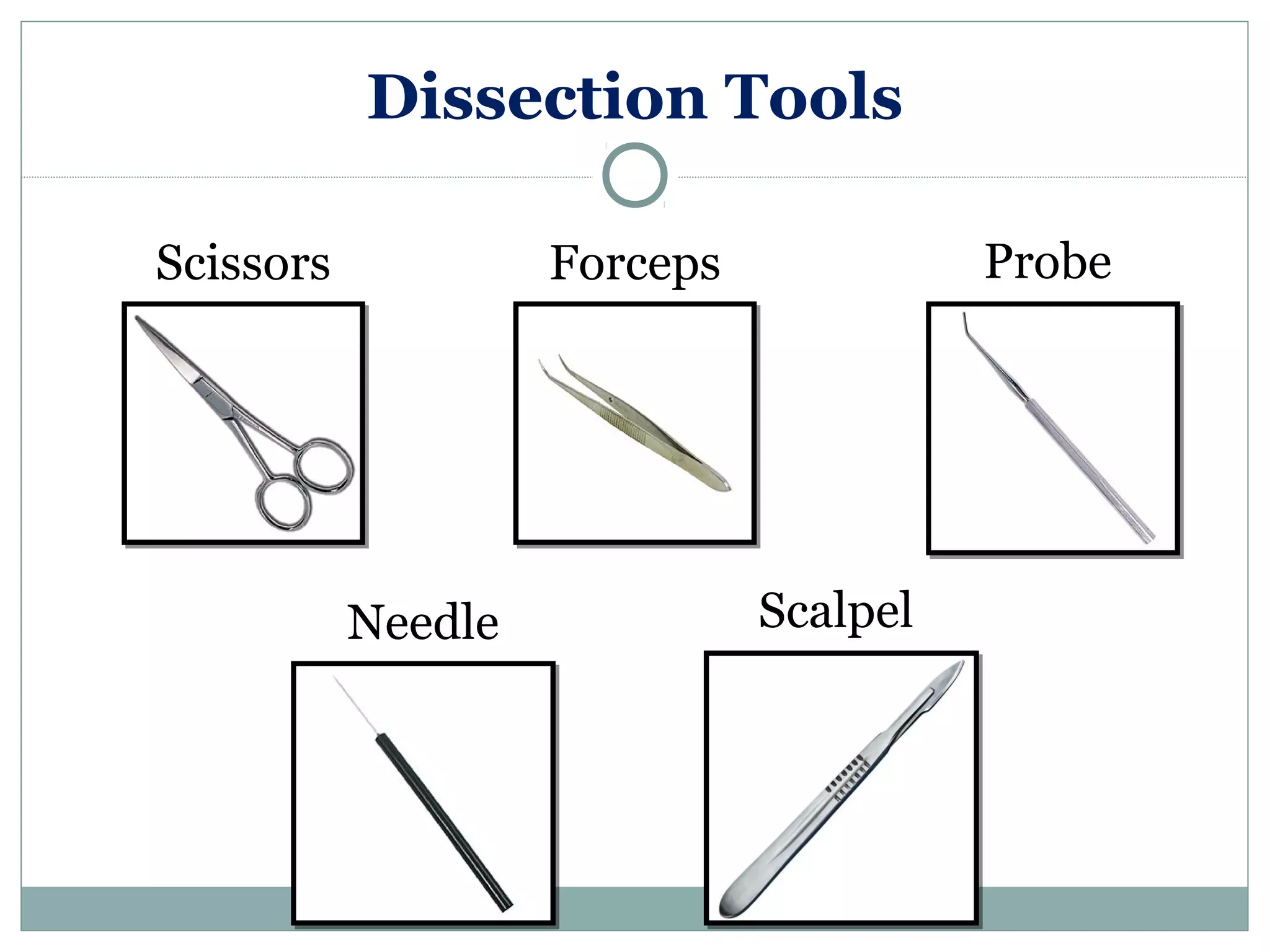 Dissection Tools
Probe
Needle
ForcepsScissors
Scalpel
