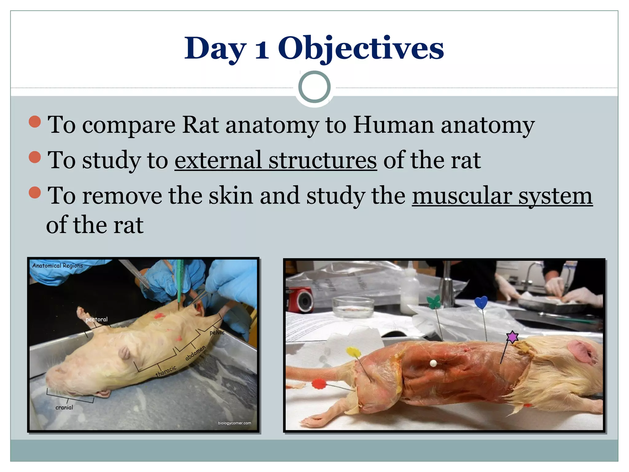 Day 1 Objectives
To compare Rat anatomy to Human anatomy
To study to external structures of the rat
To remove the skin and study the muscular system
of the rat