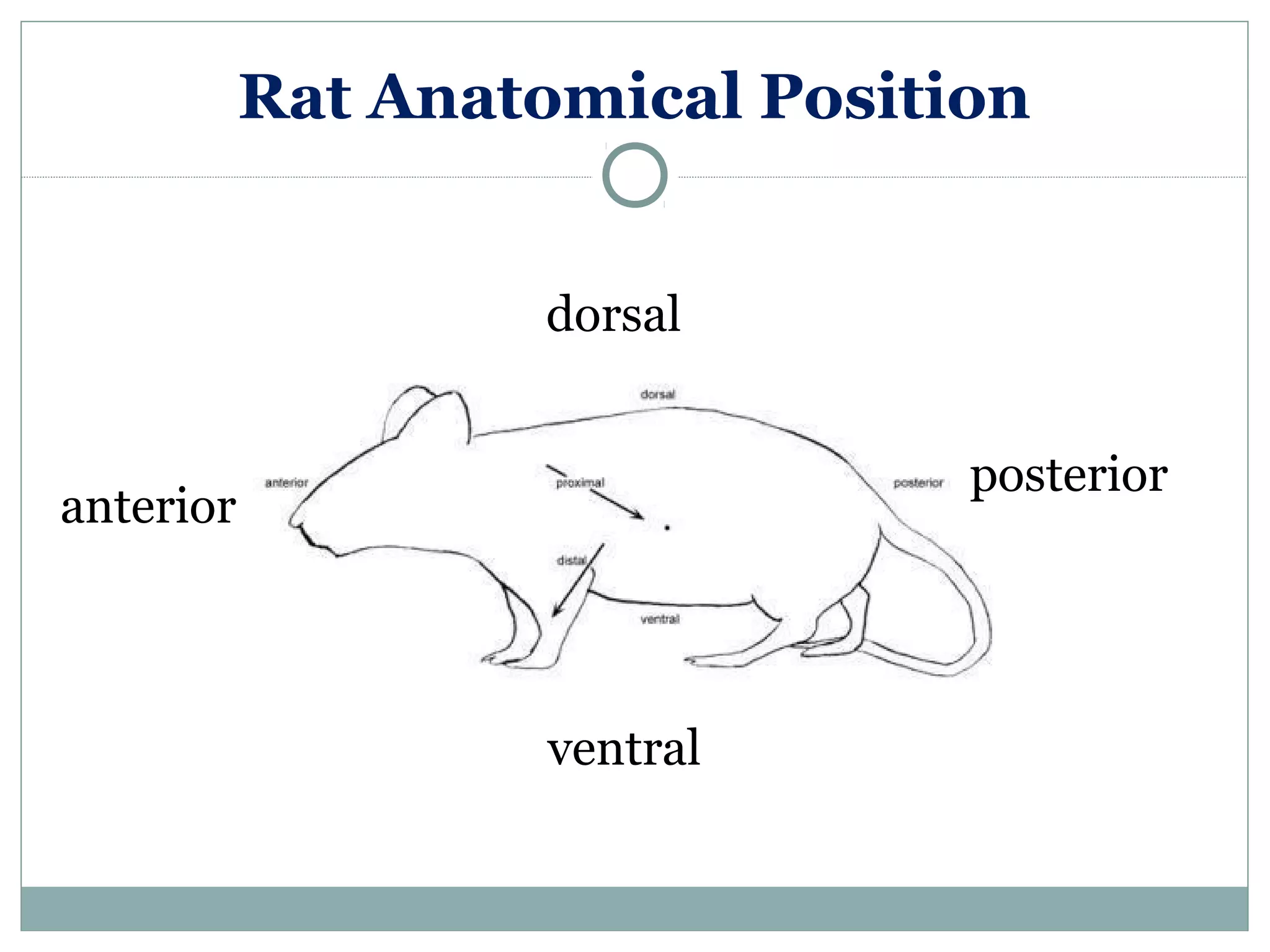 Rat Anatomical Position
dorsal
ventral
anterior
posterior