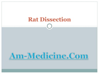 Rat Dissection
 