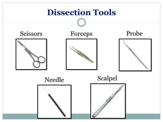 Animal Dissection Kit, Instrument Tools, Biological Tool, Tools  Taxidermy