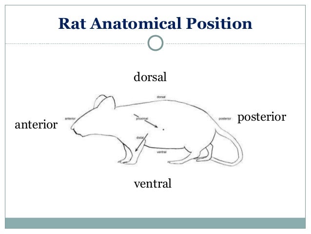 Anatomy & Physiology Lecture Notes - Rat dissection