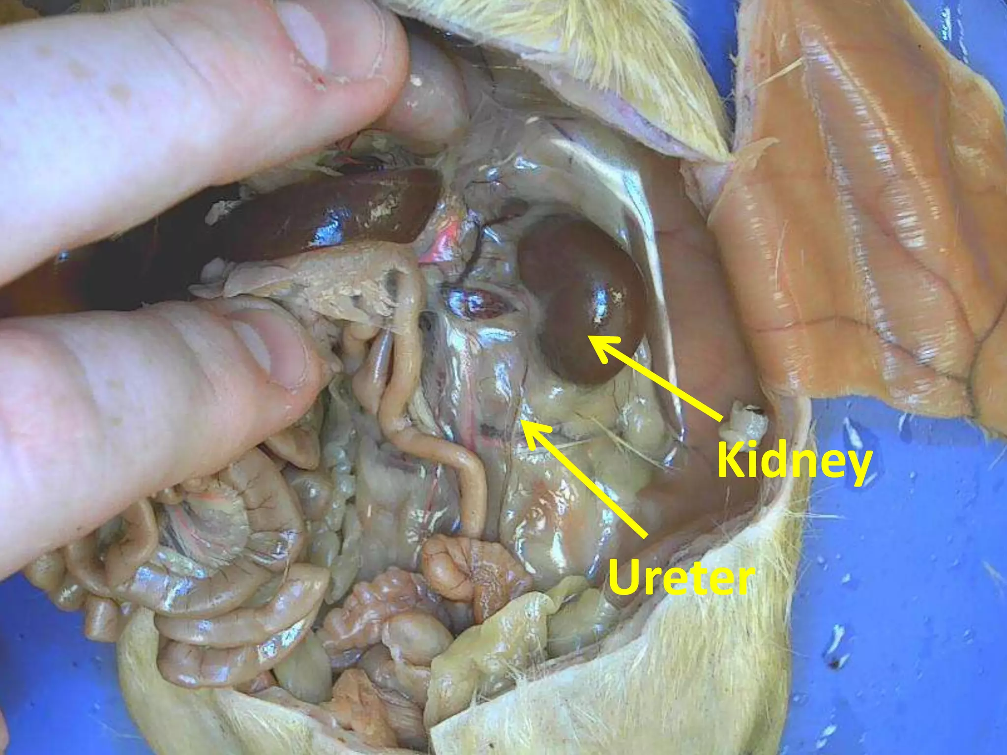 Kidney

Ureter
 