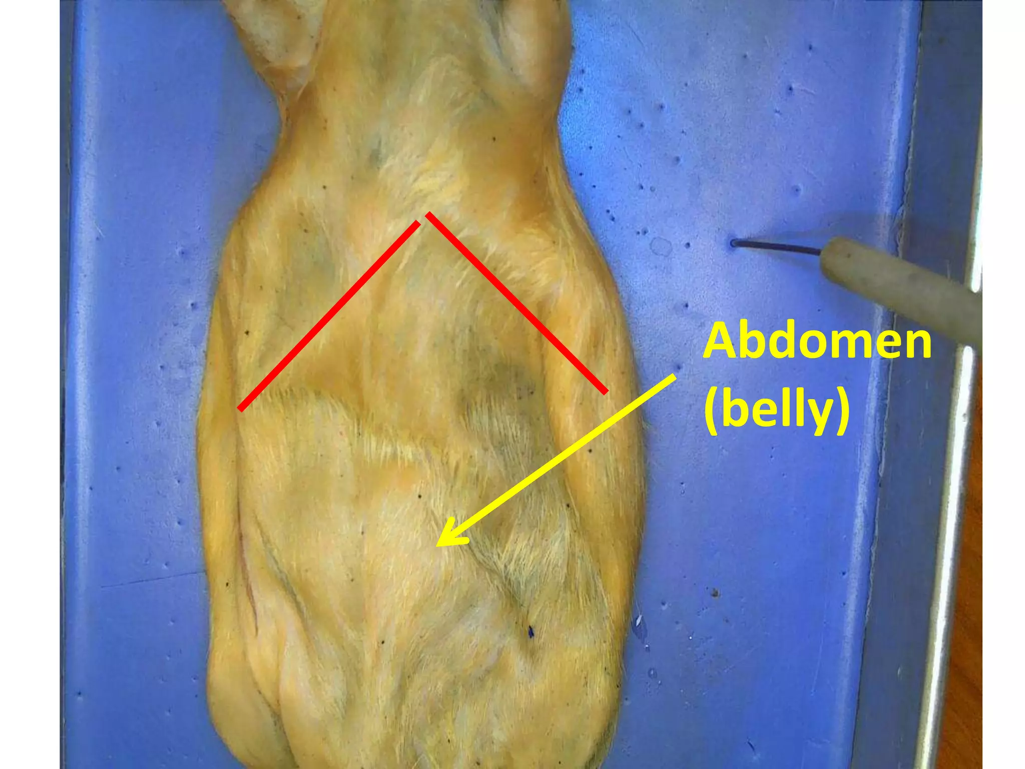 Abdomen
(belly)
 