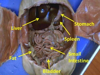Stomach
Liver
                  Spleen

                   Small
Fat                Intestine
        Bladder
 