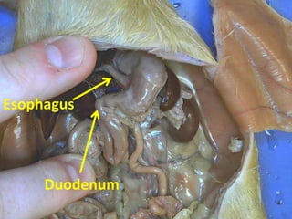 Esophagus



     Duodenum
 