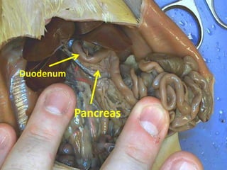 Duodenum


           Pancreas
 