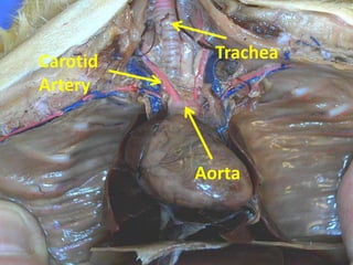 Carotid     Trachea
Artery



          Aorta
 
