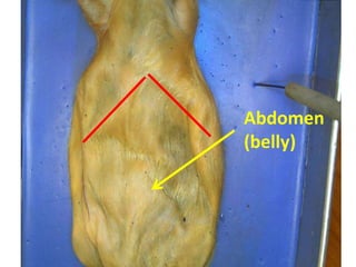 Abdomen
(belly)
 
