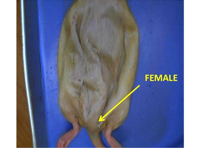 Rat dissection tripp