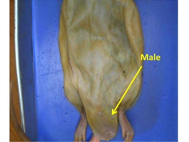 Rat dissection tripp