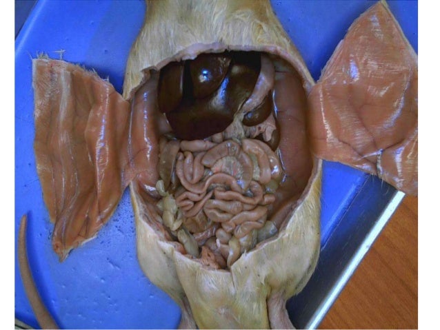 rat dissection