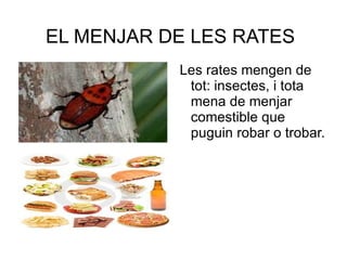 L'ORÍGEN DE LES RATES Es diu que les rates es van crear a partir dels conills perquè és l'animal més semblant a la rata.També es diu que el conill, fa molt de temps, era com una rata, es comportava com una rata i feia tot el que fa una rata. 