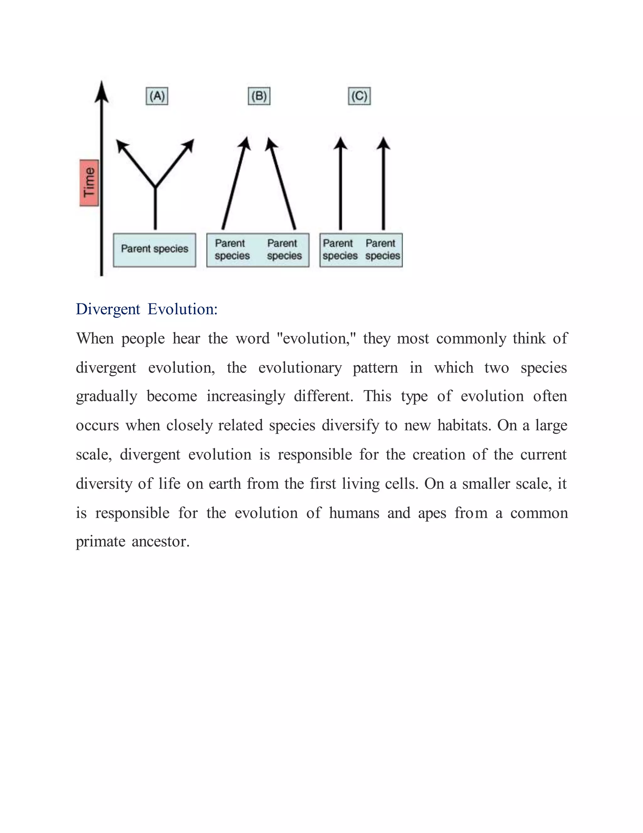 Rates and trends of evolution