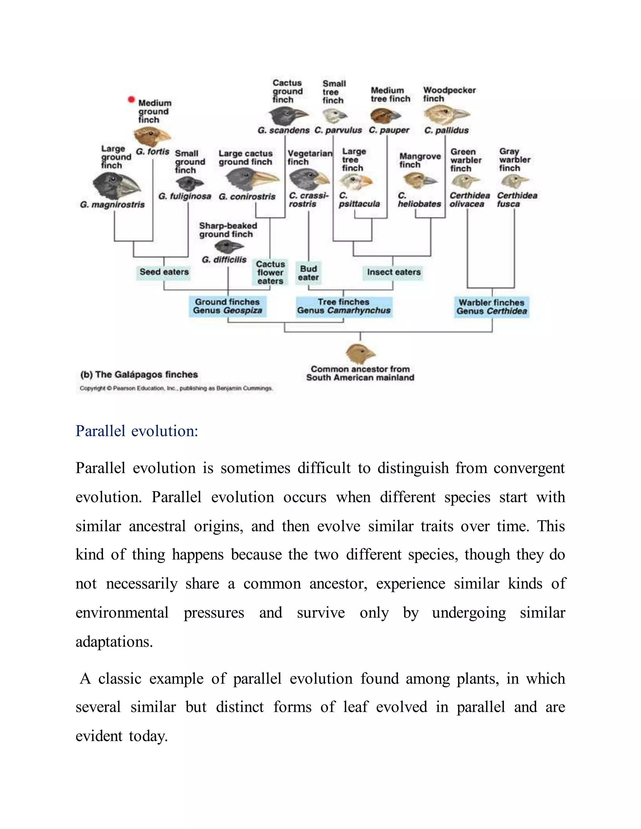 Rates and trends of evolution