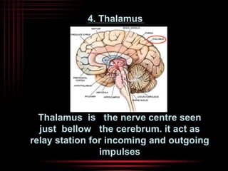 4. Thalamus 
Thalamus is the nerve centre seen 
just bellow the cerebrum. it act as 
relay station for incoming and outgoing 
impulses 
 