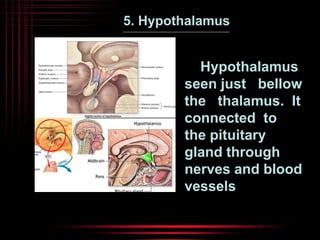 5. Hypothalamus 
Hypothalamus 
seen just bellow 
the thalamus. It 
connected to 
the pituitary 
gland through 
nerves and blood 
vessels 
 