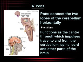 6. Pons 
Pons connect the two 
lobes of the cerebellum 
horizontally 
Functions 
Functions as the centre 
through which impulses 
travel to and from the 
cerebellum, spinal cord 
and other parts of the 
brain 
 