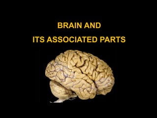 BRAIN AND 
ITS ASSOCIATED PARTS 
 