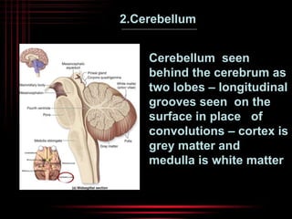 2.Cerebellum 
Cerebellum seen 
behind the cerebrum as 
two lobes – longitudinal 
grooves seen on the 
surface in place of 
convolutions – cortex is 
grey matter and 
medulla is white matter 
 