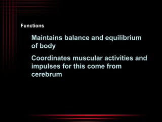 Functions 
Maintains balance and equilibrium 
of body 
Coordinates muscular activities and 
impulses for this come from 
cerebrum 
 