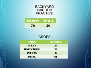 BACKYARD
GARDEN
PRACTICE
MERON WALA
70 26
CROPS
CROPS NUMBER
GULAY 35
ROOT CROPS 20
PRUTAS 6
TOTAL 61
 