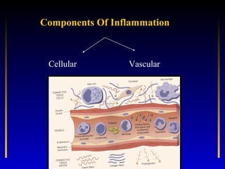 Cellular Components of
          Inflammation
•   Polymorphonuclear neutrophils
•   Eosinophils
•   Basophils
•   Mast cel...