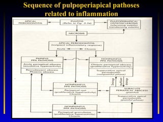• H/P:
• Similar to histopathological features of non
  painful pulpal pathosis.
• The zone of necrosis( zone I) is then e...