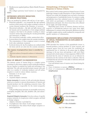 64
TextbookofEndodontics
• Metalloenzyme regulated pathway (Matrix Metallo Proteases-
MMPs)
The collagen (proteins) based matrices are degraded by
MMPs.
ANTIBODIES (SPECIFIC MEDIATORS
OF IMMUNE REACTIONS)
These are produced by plasma cells and are of two types:
• Polyclonal antibodies – are nonspecific like IgE mediated
reactions which interact with antigen resulting in release of
certain chemical mediators like histamine or serotonin.
• Monoclonal antibodies – like IgG and IgM, interact with
the bacteria and its by-products to form antigen-antibody
complexes that bind to the platelets resulting in release
vasoactive amines thus increasing the vascular permeability
and chemotaxis of PMNs.
The monoclonal antibodies exhibit antimicrobial effect.
• In acute abscess, the complex enters the systemic circulation.
The concentration of these complexes return to normal
levels after endodontic treatment.
• In chronic lesions, the Ag-Ab complexes are confined within
the lesion and do not enter into the systemic circulation.
The response of periapical/host tissue is controlled by:
• Cells
• Molecular mediators (Nonspecific mediators of inflammation),
and
• Antibodies (Specific mediators of inflammation)
ROLE OF IMMUNITY IN ENDODONTICS
The immune system of human being is a complex system
consisting of cells, tissues, organs as well as molecular mediators
that act together to maintain the health and well-being of the
individual. The cells and microbial irritants interact with each
other via a number of molecular mediators and cell surface
receptors to result in various defense reactions.
Immunity is of two types:
• Innate immunity
• Acquired/adaptive immunity
Innate immunity: It consists of cells and molecular elements
which act as barriers to prevent dissemination of bacteria and
bacterial products into the underlying connective tissue. The
innate immunity is responsible for the initial nonspecific
reactions.
Cells providing innate immunity are neutrophils, monocytes,
eosinophils, basophils, NK cells, dendritic cells, and odonto-
blasts.
Acquired/Adaptive immunity: It involves release of specific
receptor molecules by lymphocytes which recognize and bind
to foreign antigens.
Adaptive immunity is provided by:
• T-Lymphocytes that release T-cell antigen receptors
• B-Lymphocytes that release B-cell antigen receptors or
Histopathology of Periapical Tissue
Response to Various Irritants
Root canal of teeth contains numerous irritants because of some
pathologic changes in pulp. Penetration of these irritants from
infected root canals into periapical area can lead to formation
and perpetuation of periradicular lesions. In contrast to pulp,
periradicular tissue have unlimited source of undifferentiated
cells which can participate in inflammation and repair in
inflammation and repair. Also these tissues have rich collateral
blood supply and lymph drainage.
Depending upon severity of irritation, duration and host,
response to periradicular pathosis may range from slight
inflammation to extensive tissue destruction. Reactions involved
are highly complex and are usually mediated by nonspecific and
specific mediators of inflammation.
ENDODONTIC IMPLICATIONS (PATHOGENESIS
OF APICAL PERIODONTITIS AS EXPLAINED BY
FISH) (FIG. 5.14)
FISH described the reaction of the periradicular tissues to
bacterial products, noxious products of tissue necrosis, and
antigenic agents from the root canal. He established an
experimental foci of infection in the guinea pigs by drilling
openings in the jaw bone and packing it with wool fibers
saturated with a broth culture of microorganisms. FISH in 1939
theorised that the zones of infection are not an infection by
themselves but the reaction of the body to infection. Thus he
concluded that the removal of this nidus of infection will result
in resolution of infection.
Four well defined zones of reaction were found during the
experiment:
a. Zone of infection or necrosis (PMNLs)
b. Zone of contamination (Round cell infiltrate –
lymphocytes)
immunoglobulins. Fig. 5.14: FISH zones
 